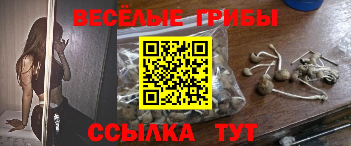 Сухой Лог  Псилоцибиновые грибы ЛСД  цена   Вход с VPN  Псилоцибиновые грибы Psilocybine cubensis 
